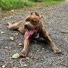Kimbo