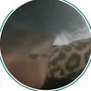 swan_tzy