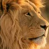 JlMotivacion Máxima🦁