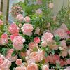 _doyin0012