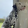 schdidi
