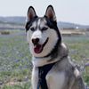 malibu_the_husky
