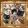 12cats.family