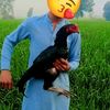 malik.sohail607