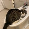 sillysquirrel95