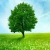 trn.th.huyn.trang544