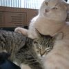 mycatsrcool_