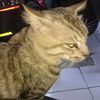 aulia_3975
