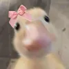 du.v.vt.cute