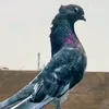 ابو درعم✌️🔥