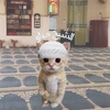 sheikh_meow1