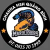 channa.fish.qung