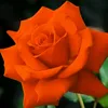 xoshnaw