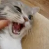 o_syrok2