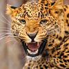 Animal Jungle Law