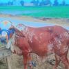 malik.ajmal.baryar