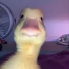youngd_ducking
