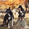 vardagmedhund