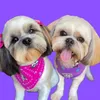 Amora & Zeca