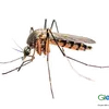 tong_tai_pa_dao_muoi_dz