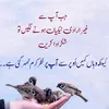 hussainb2334