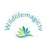 wildlifemagictv