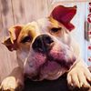 dogmama_t
