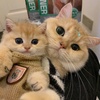 cute_meowmeow_