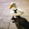 mr_canard84