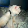 lettemiky_