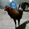 triple8_gamebird