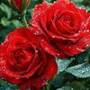 rjkhan11221