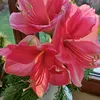 christine.schreib