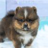 cutepomeraniandogs