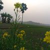 mdshahriaislam8
