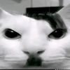 username_rodcal