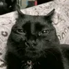 ozyman.dias