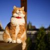 catsandtheirfriends