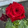 user8750786181203