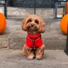 maltipoo_tiffany_life