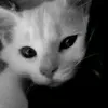 wn_nqh