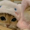 bappo0466