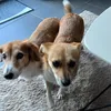 dackelsunny