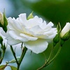 mawar.putih680