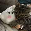 siesieheartscats