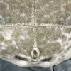 seallover_meloveseal