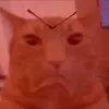 evildezpea