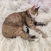 kisa_shaiba