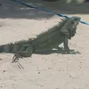3d3n3cho