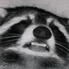 raccoonn10